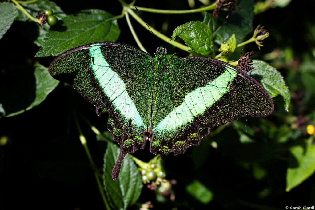 A vivid black and green butterfly resting on a plant.