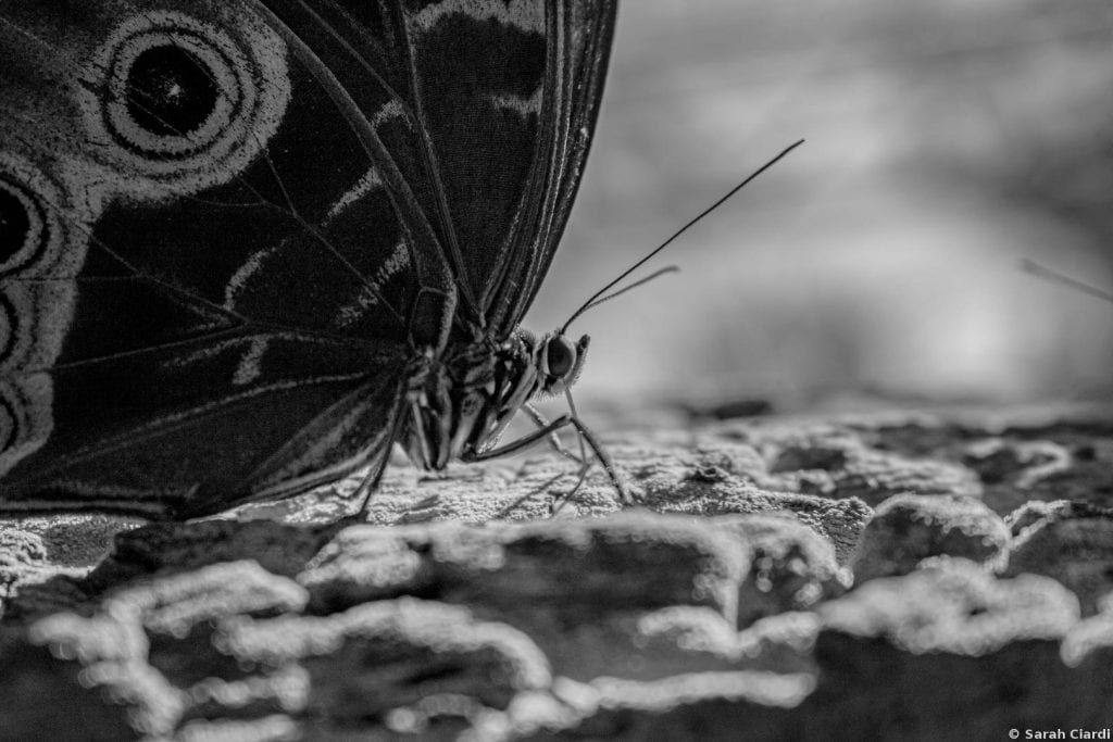 A black and white closeup of a butterfly, showing its head, antennae, legs, and moth-like wings.