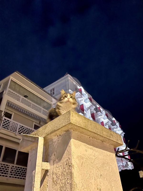 A street cat sitting on top of an outdoor pedestal in a city at night.