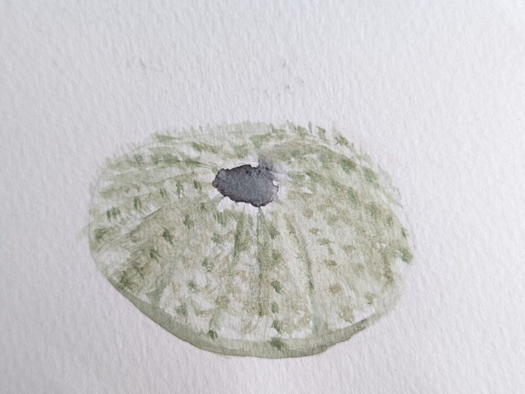 Sea urchin shell on white background