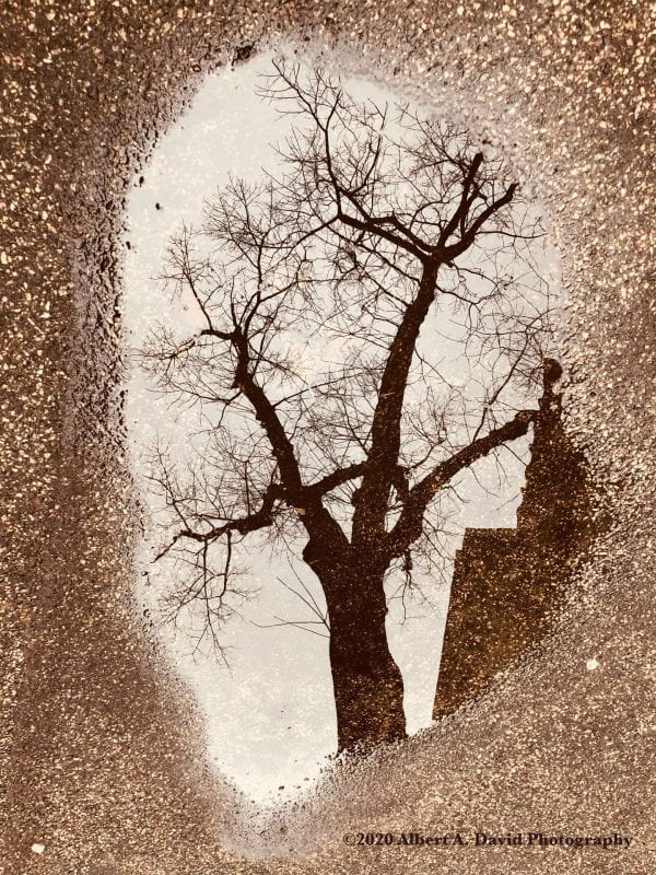 A stark winter tree and the corner of a building reflected within a puddle of rainwater. The orientation of the puddle is portrait and it is framed roundly within a solid sepia-like lit concrete with white blots or soil.