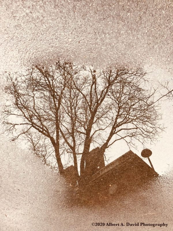 A stark winter tree and the corner of a building reflected within a puddle of rainwater. The orientation of the puddle is landscape, reaching the edges of the width of the image. Above and beyond the reflection, there is wet solid sepia-like lit soil or concrete.