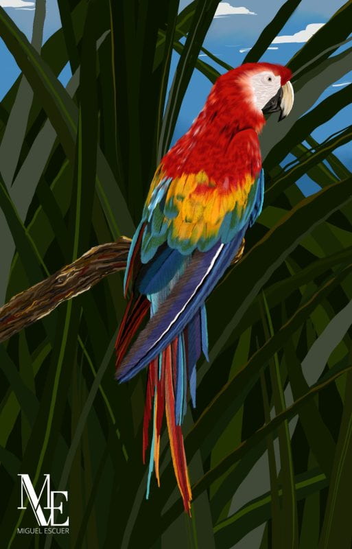 A large yellow, red, and blue parrot facing profile and seated on a branch amid long dark-green leaves.