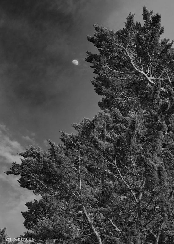 A monochrome landscape photographic image showing the full moon in a late afternoon sky framed on the right side of the image with a large, dense cluster of conifer trees.