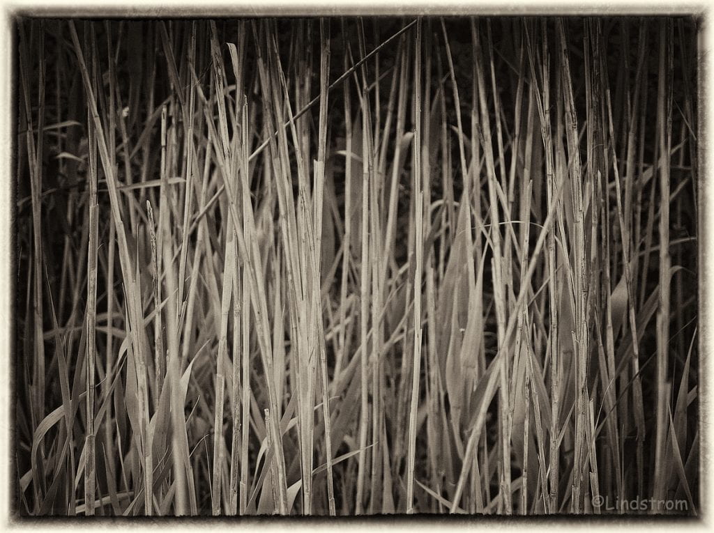 Sepia-toned photographic print showing a grouping of reed stalks at the Cape Cod National Seashore in a semi-closeup view that fills the frame with alternating light/dark patterns.