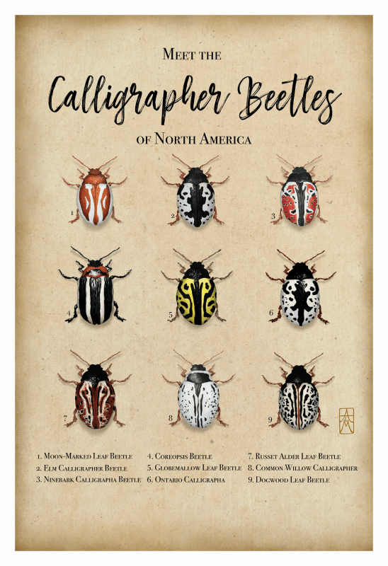 Nine species of Calligrapher beetles with varied patterns on their wings are illustrated and displayed in a three by three grid. Each beetle is labeled with a number, which corresponds to its common name listed in a legend at the bottom of the chart.