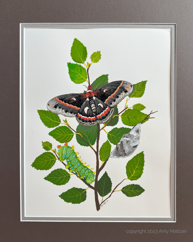 A large gray, black, red and white Cecropia moth is painted resting on a poplar tree branch. Also on the branch are the large lime green caterpillar and grayish brown cocoon of this species.