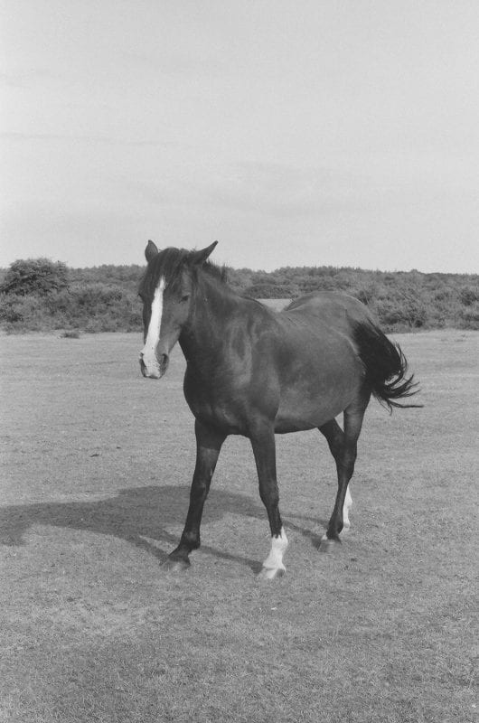 A horse standing in the middle of a field.