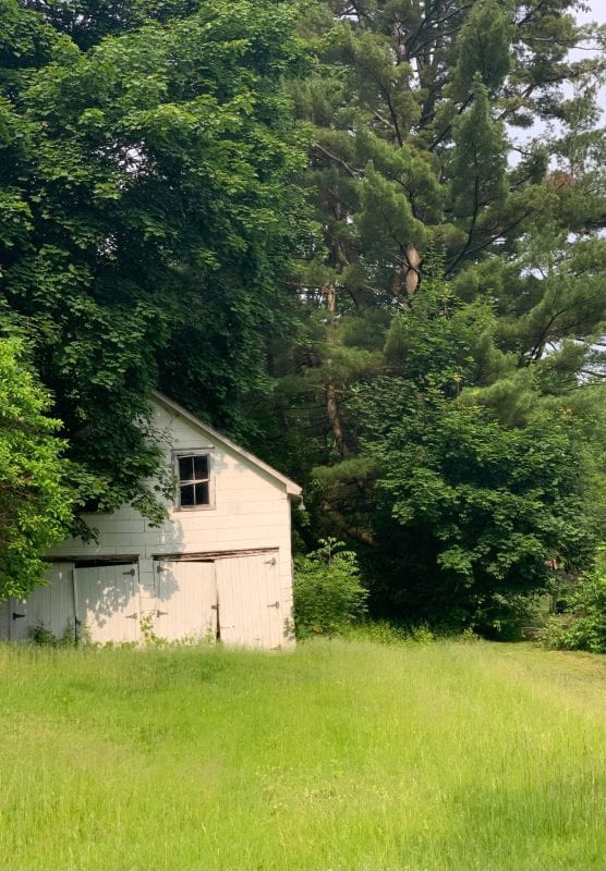 A dilapidated, white, wooden building is partially hidden by green trees.