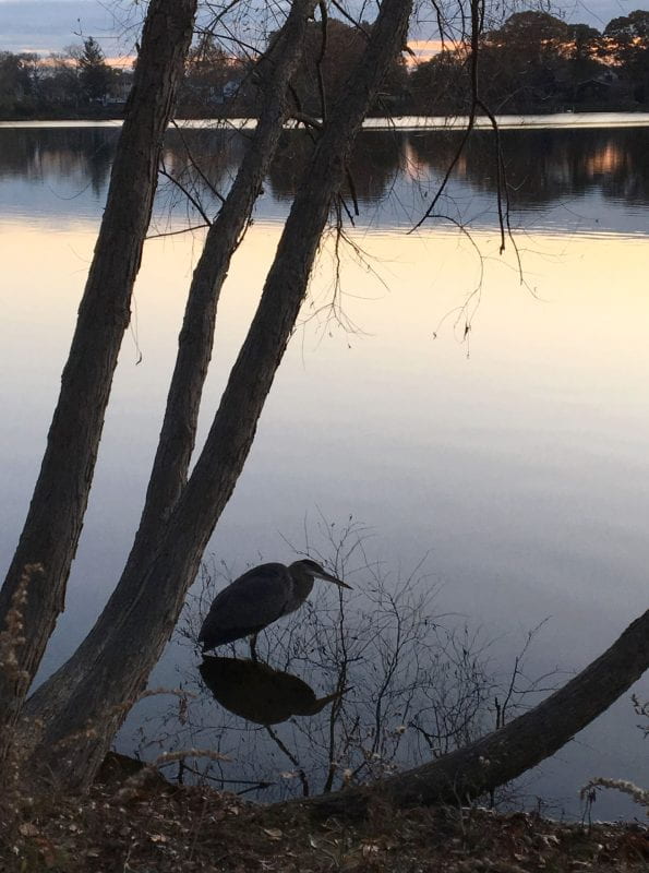November's twilight mirrors a Great Blue Heron quietly...patiently...waiting...for evening dinner.