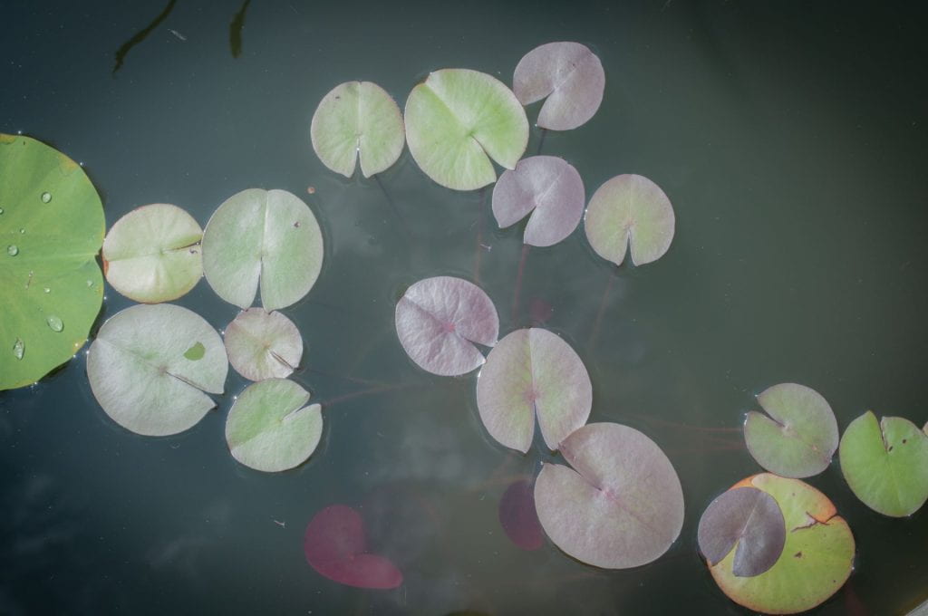 Aerial view of lily pads in a pond of muted colors and dreamlike light.