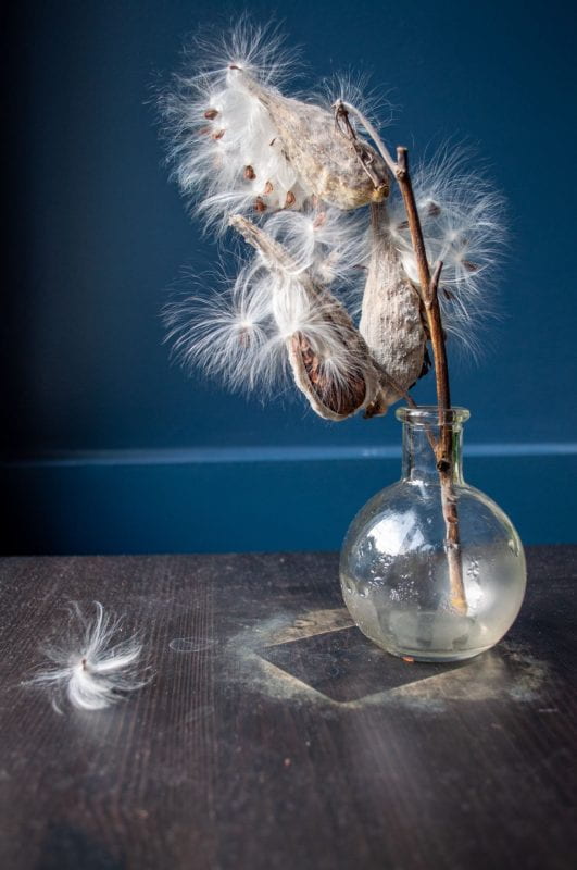 A stem of three open fluffy milkweed pods in a vase with condensation in it, sitting on a dusty dark brown table against a contrasting dark blue wall.