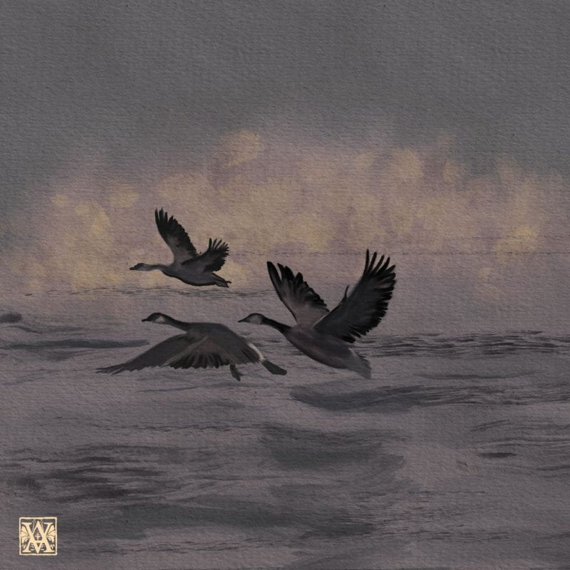A group of three geese flying over water in morning mist.