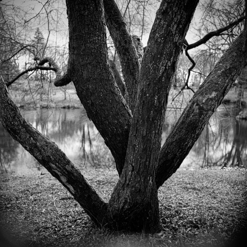 A square format black and white photograph of willow trunks intertwined next to a pond.