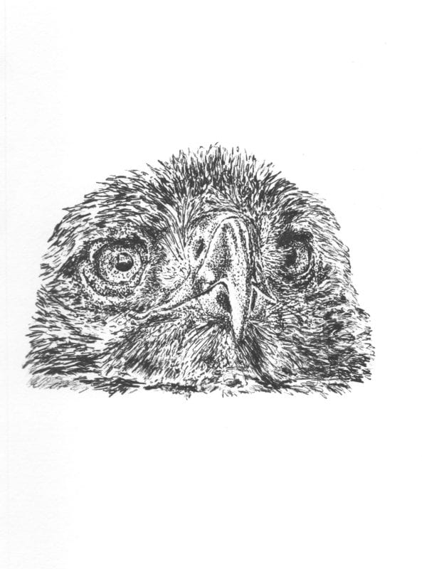 Black and white drawing in ink of a Golden Eagle's head.