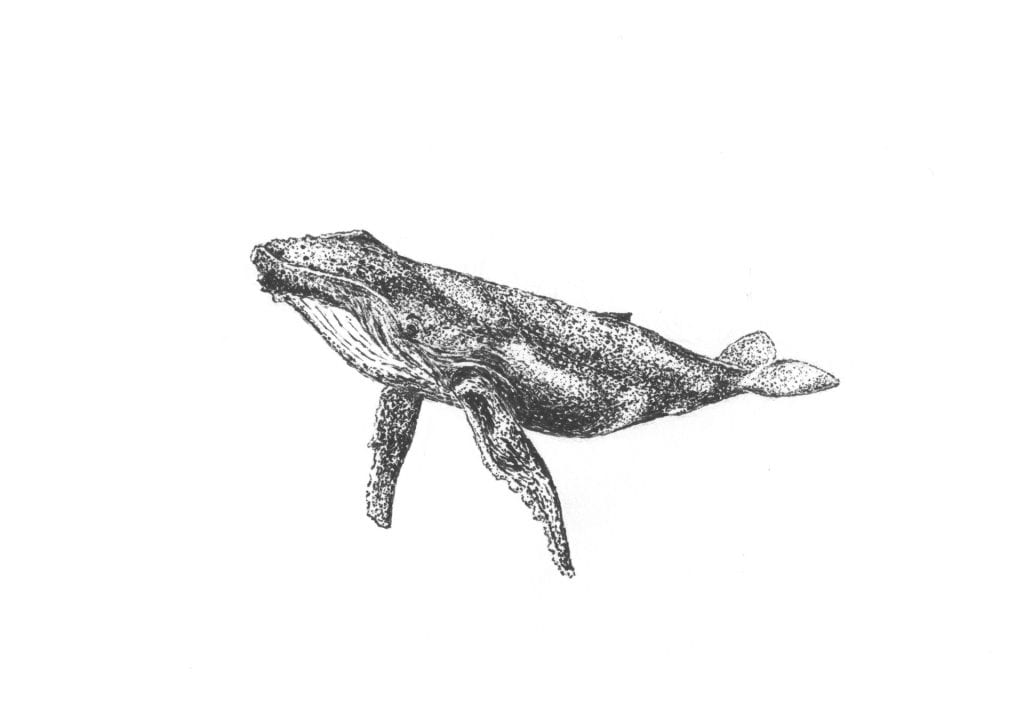 Black and white drawing in ink of a grey whale.