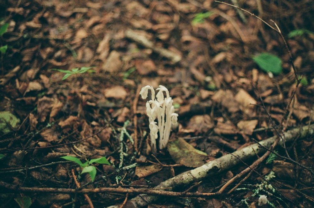At center, a waxy white bundle of ghost pipe fungus rises from a bed of leaves and lichen-covered twigs. The underbrush seems to melt into the background due to the Bokeh effect.