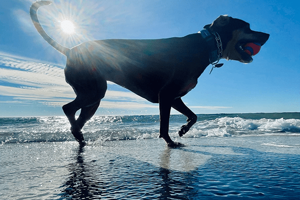 Photograph of a dog on a beach, holding a ball in its mouth. The shallow water beneath it ripples, and overhead a brilliant sun is framed by the dog's tail.