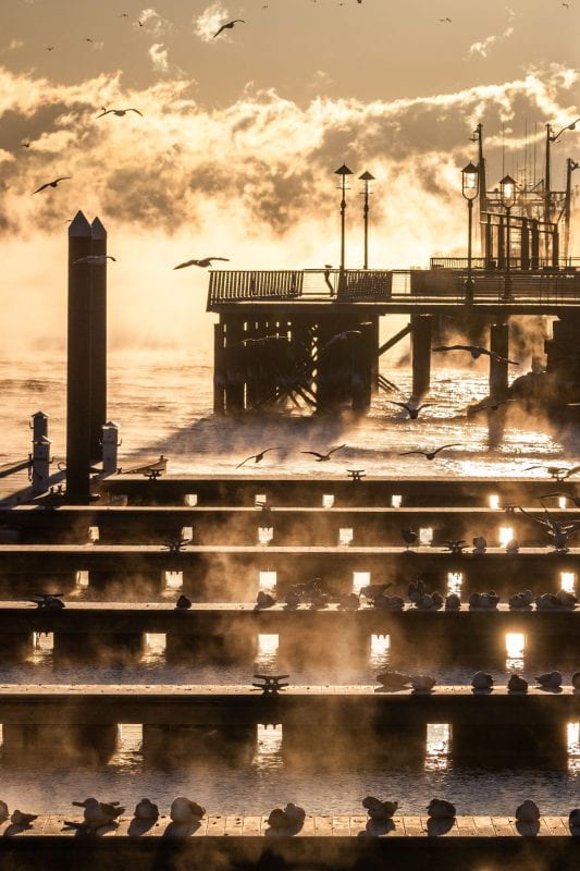 Several rows of docks and a raised pier with lampposts shown in golden sunlight. Numerous seabirds are either resting on the docks or flying above.