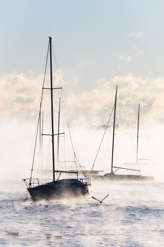 Four sailboats in the ocean on a bright but misty day, with their sails furled. One gull flies in the foreground.