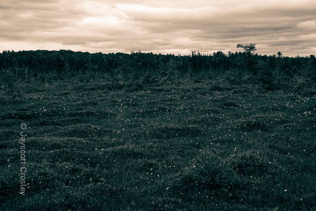 A darkened deep green dense bog with various types of shrubbery landscape. The bog is dotted with many small white flowers. The sky is a sepia style brown with storm clouds.