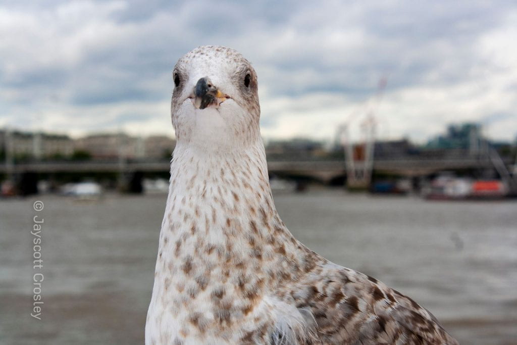 A seagull is in the foreground on a cloudy day in London. The closeup of the bird fills the image with the South Bank of the Thames is unfocused in the background.