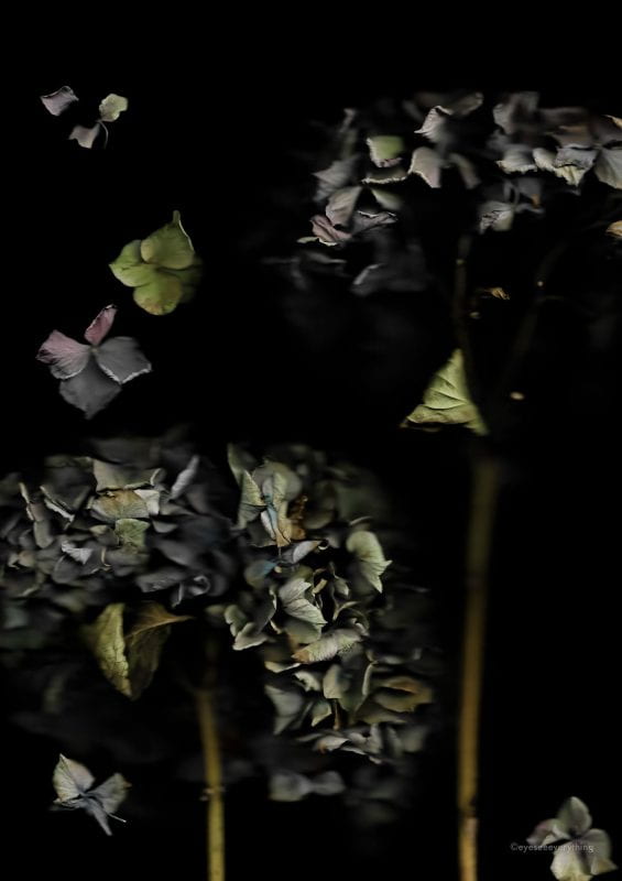black backdrop, flowers, main focus. Photo. Leaves in shades of green, olive, grey, and purple.