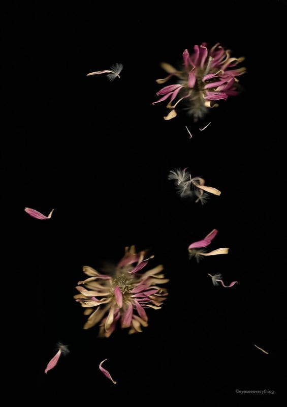 black backdrop, flowers, main focus. Photo. Long thin pink and brown petals of two flowers.