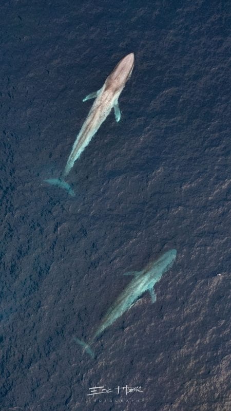 Two pygmy whales swim near the surface of the ocean.
