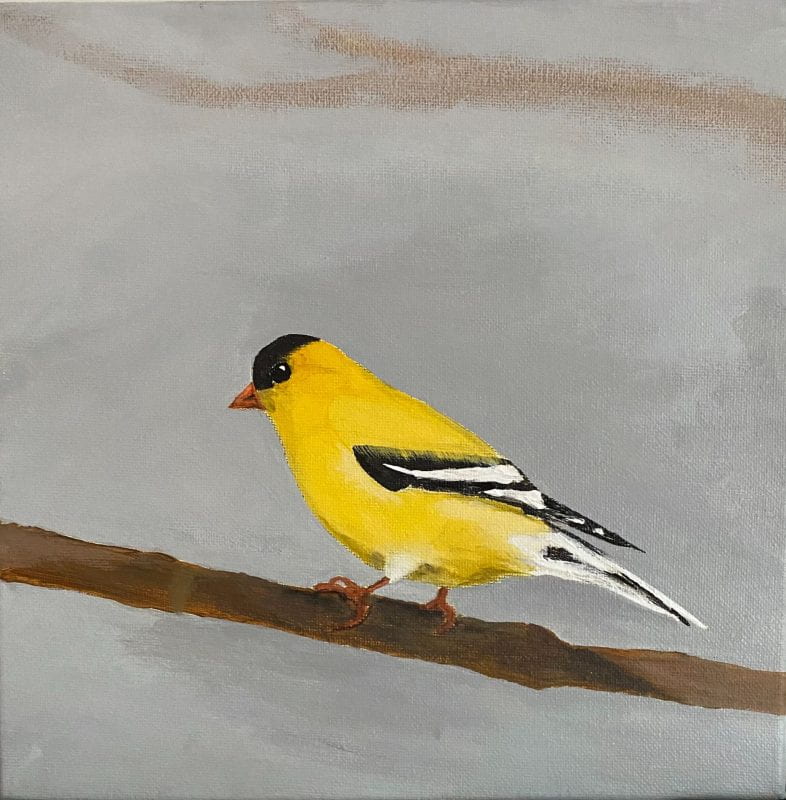 A bright goldfinch perched on a branch with a gray wintery background.