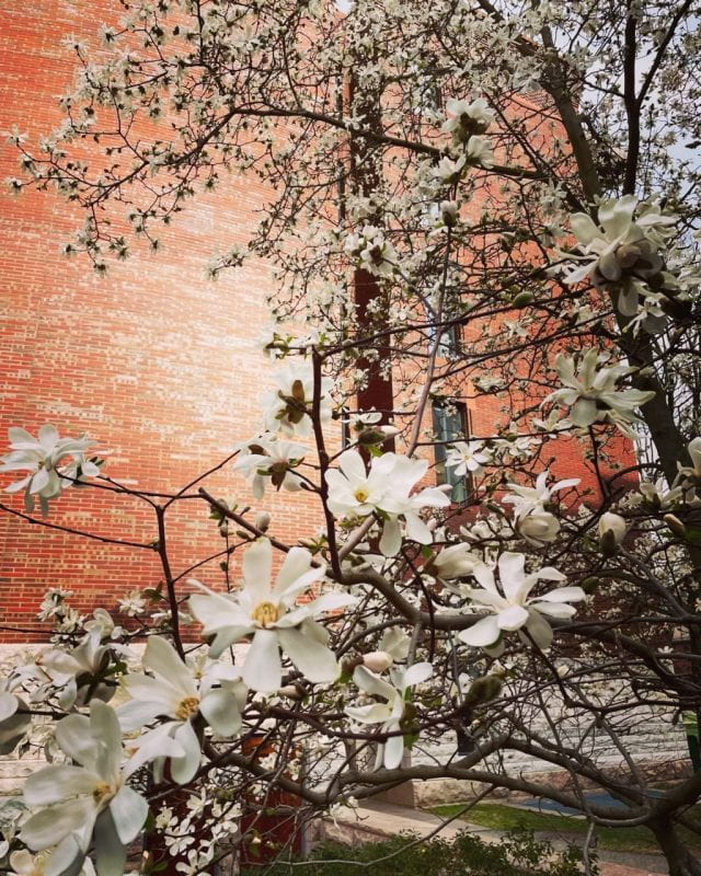 Close up of white dogwood flowers with red building in background.