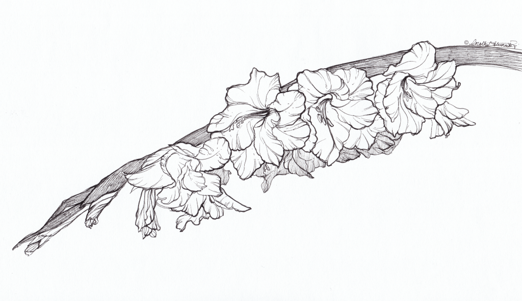 Pen and ink drawing of a leaning branch with multiple flowers.