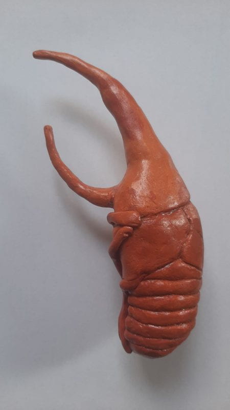 A dark orange Rhinoceros beetle pupa.
