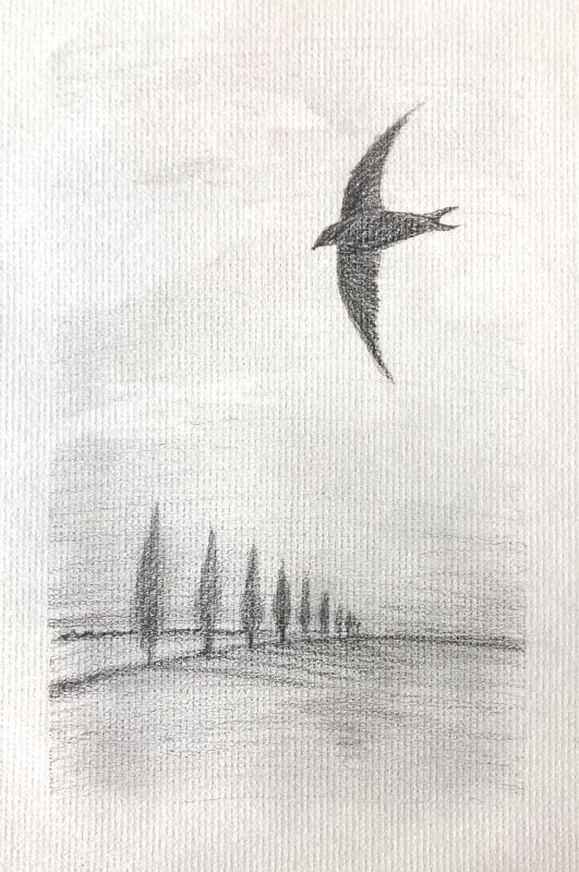 A dark grey silhouette of a flying swallow flies past a row of simple dark grey cedar trees which form a sort of border across the lower left third of the page.