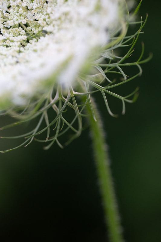 Close-up photograph of Queen Anne's Lace flower. The stem and near florets are out of focus, like a cloud; the feathery sepals and the farther white flowers are in tight focus.