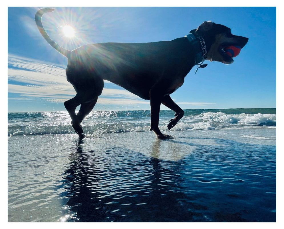 Photograph of a dog on a beach, holding a ball in its mouth. The shallow water beneath it ripples, and overhead a brilliant sun is framed by the dog's tail.