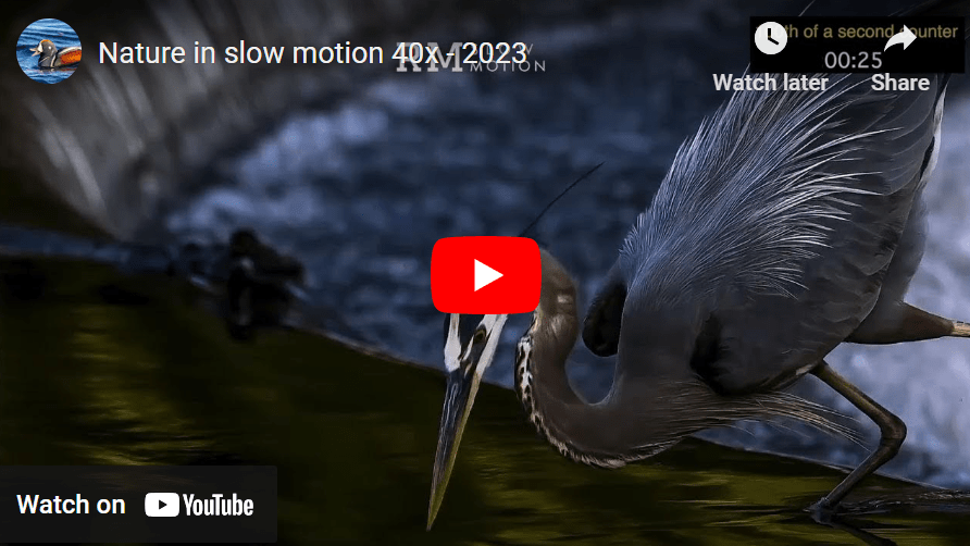 Screenshot of YouTube media player showing a heron plunging into water to catch a fish.