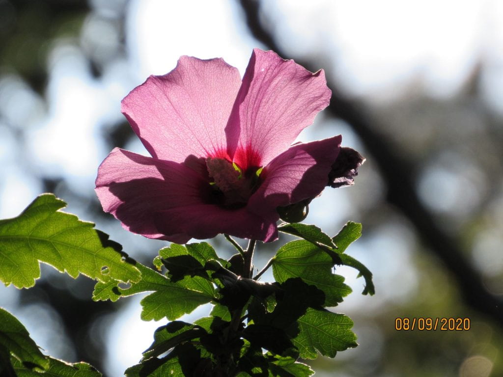 A purple hibiscus plant is backlit by the sun.
