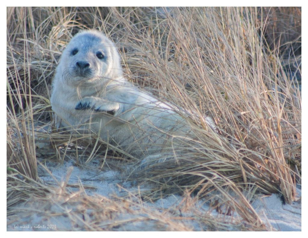 Baby seal pictured in beach grass.